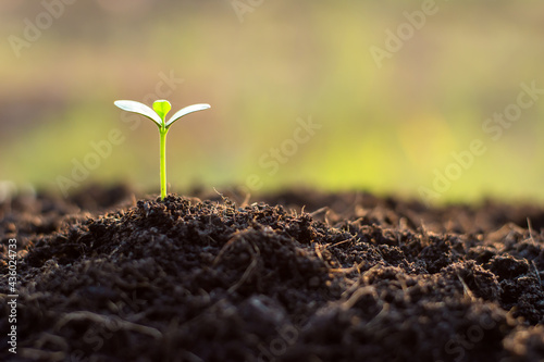 The seedlings are growing from fertile soil, environment concept.