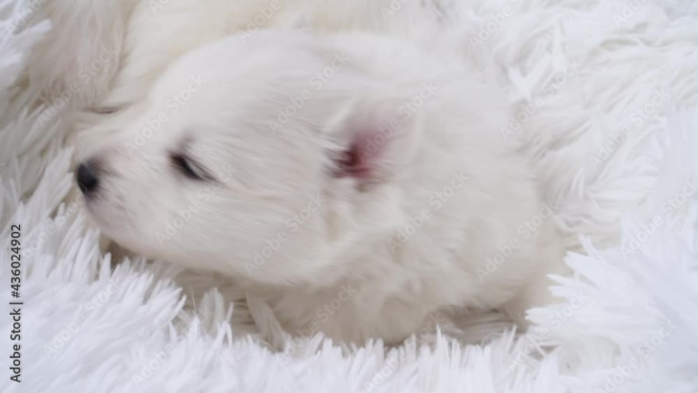 cute white Japanese spitz puppy. thoroughbred dog on a fluffy white coverlet. 