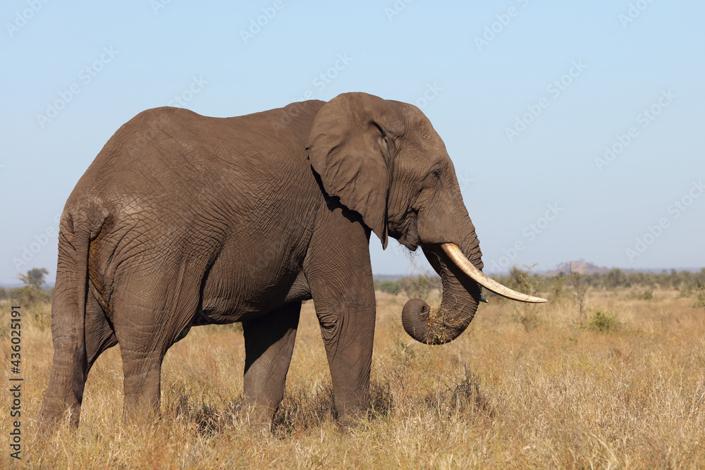 Fototapeta premium Afrikanischer Elefant / African elephant / Loxodonta africana
