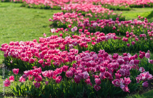 Fototapeta Naklejka Na Ścianę i Meble -  Colorful fresh tulips in the spring