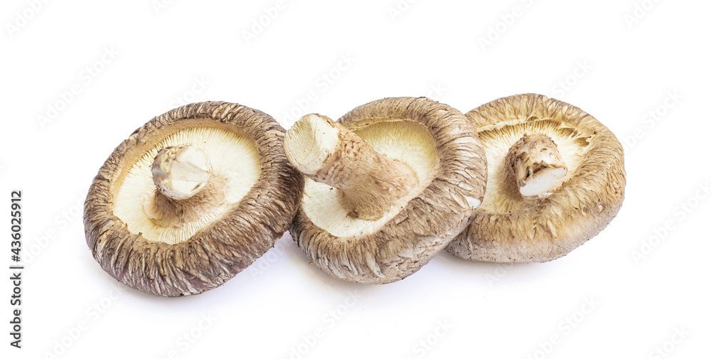 Shiitake mushroom isolated on White background Shiitake mushroom isolated on White background