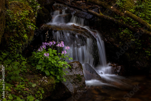 Fototapeta Naklejka Na Ścianę i Meble -  Flores en cascada