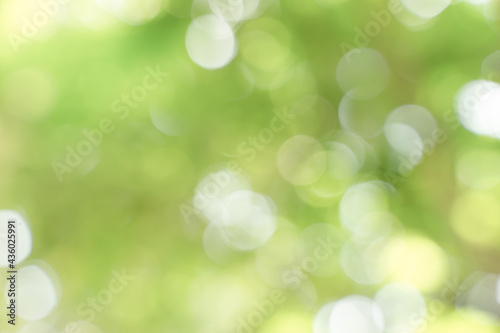 bokeh background,abstract blur green color for background,blurred and defocused effect spring concept for design,nature view of blurred greenery background in garden using as background natural,fresh 