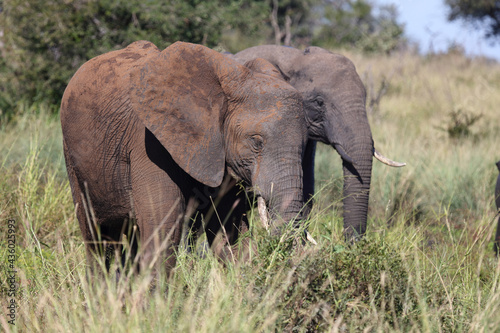 Afrikanischer Elefant / African elephant / Loxodonta africana...