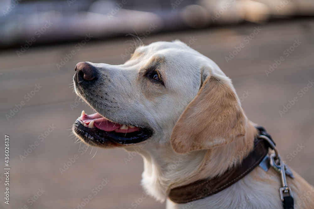Close up portrait of a dog, Labrador Retriever.