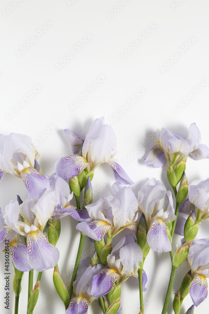 group of iris flowers on a white background