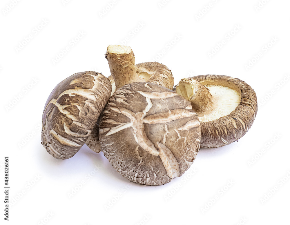 Shiitake mushroom isolated on White background	