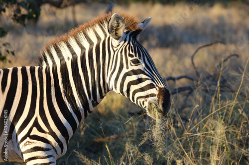 Steppenzebra / Burchell's zebra / Equus burchellii © Ludwig