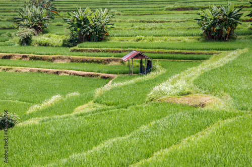 Rice fields near Ubud, viewed from the Campuhan Ridge Walk, Bali, Indonesia. photo