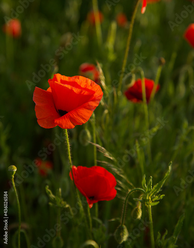 Lonely poppy. Red poppies field in defocus. Summer floral background. Soft light.