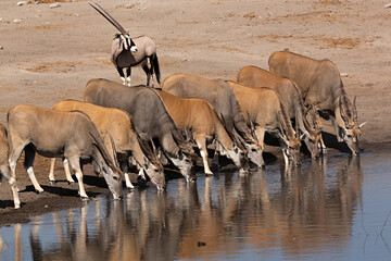 Wandcirkels Antilope Antilopen en oryx bij waterpoel  © Lola Fdez. Nogales