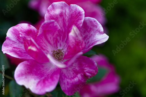 Closeup of a Pink Knockout Rose in a Garden