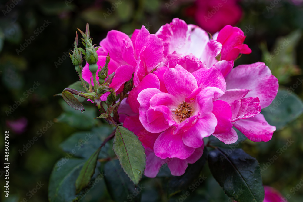 Closeup of Pink Knockout Roses in a Garden Closeup of Pink Knockout Roses in a Garden