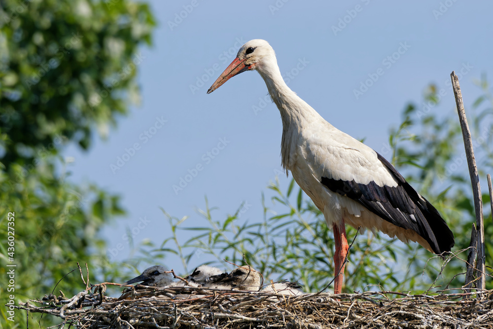 Fototapeta premium Weißstorch im Nest mit Küken