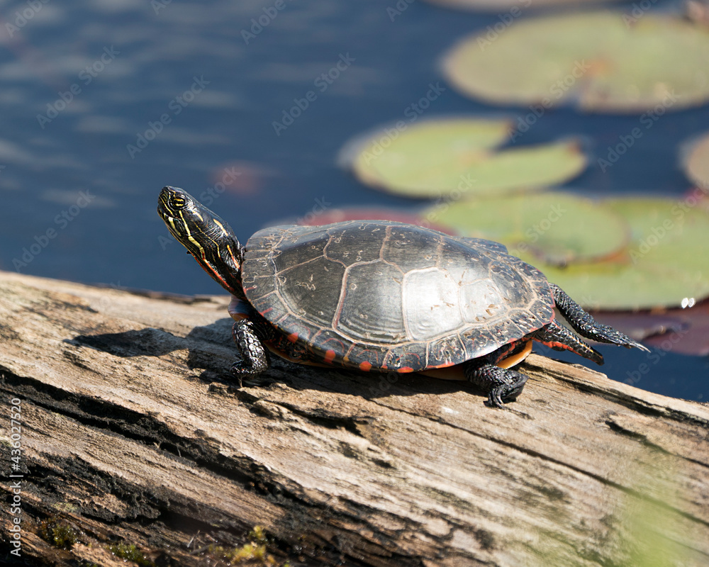 Obraz premium Turtle Photo Stock. Painted turtle resting on a log in the pond with lily pad pond, water lilies, moss and displaying its turtle shell, paws in its environment and habitat. Picture. Image. Portrait.