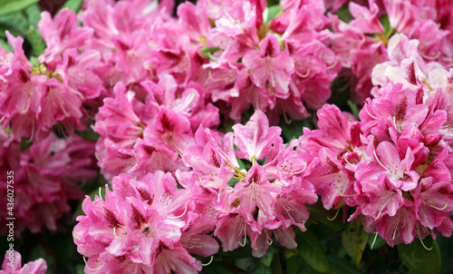 Rhododendron azalea blossom blooming in spring © Andrea Geiss