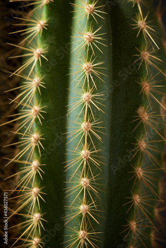 Cactus close up