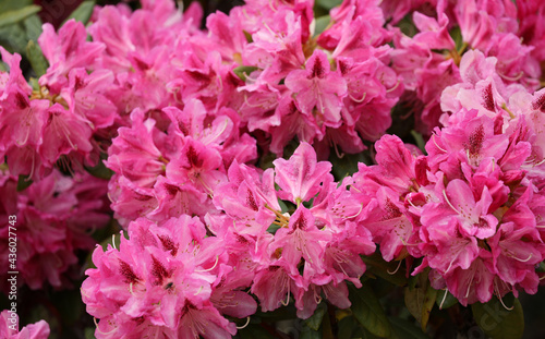 Rhododendron azalea blossom blooming in spring