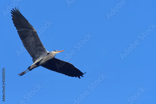 Fotografie Graureiher fliegt