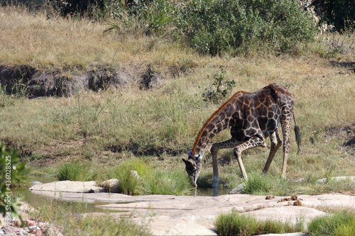 Photography Giraffe / Giraffe / Giraffa camelopardalis