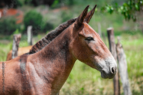 Horse, Image captured at Enza farm, rural area, Municipio de Aimorés, Minas Gerais, Brazil.