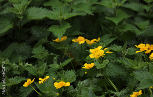 Marsh marigold blooming yellow on the bank of a lake photo