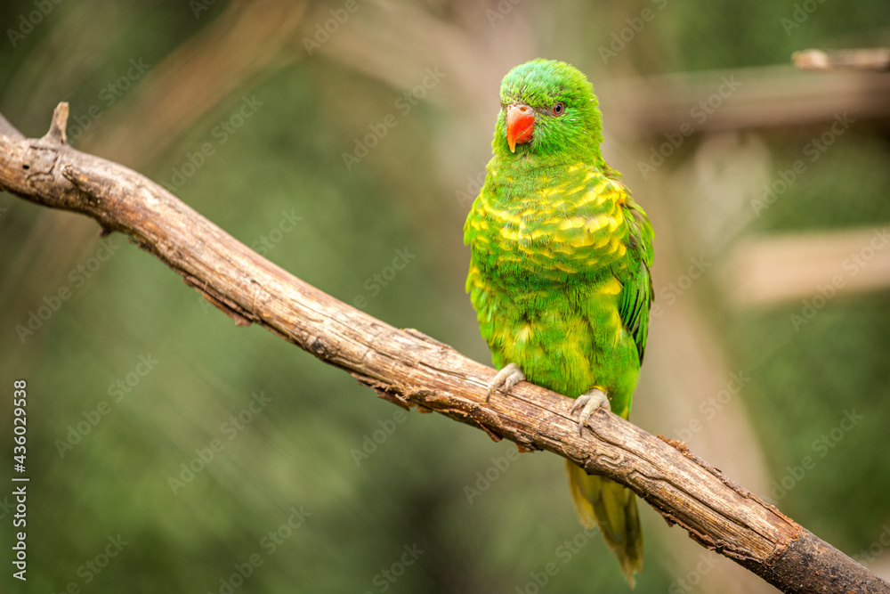 yellow-spotted lori portrait in nature yellow-spotted lori portrait in nature