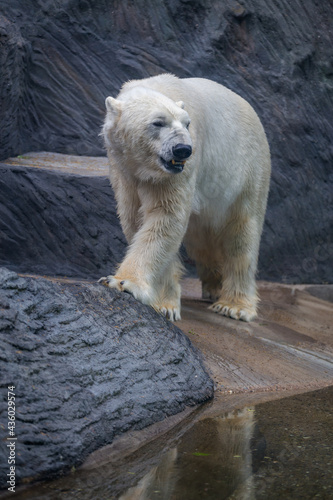 The polar bear portrait in nature