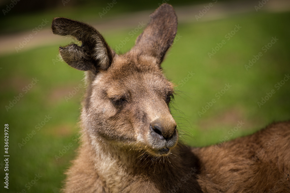 red kangaroo portrait in nature