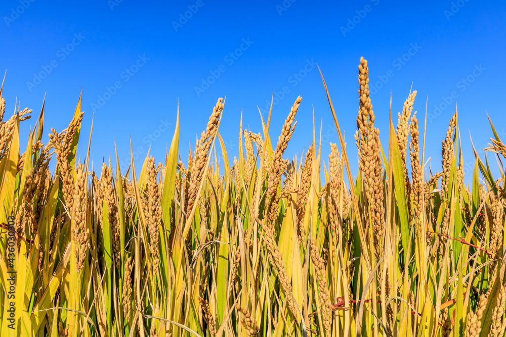 Obraz premium Ripe rice on the farm in autumn season.