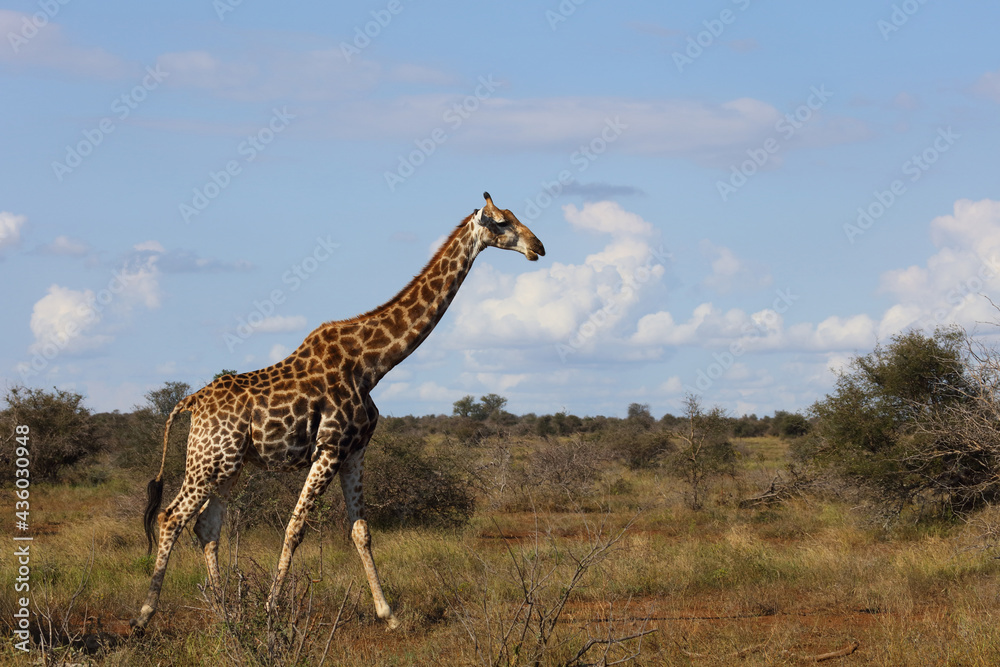 Obraz premium Giraffe / Giraffe / Giraffa camelopardalis