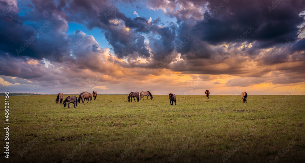 A herd of wild horses, wet after the rain, graze in the meadow, in the evening light of the setting sun