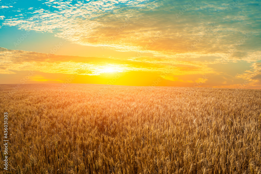 Fototapeta premium Ripe wheat in farmland field at sunset.