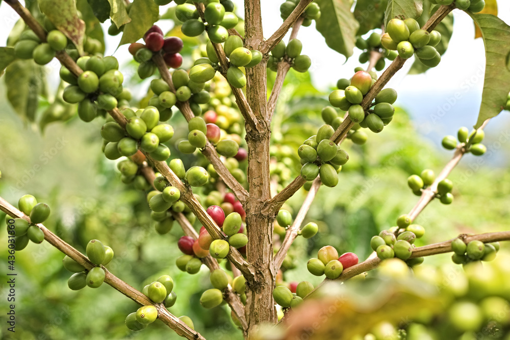 Coffee tree with green and ripe fruits. Coffee tree with branches and green coffee seeds
