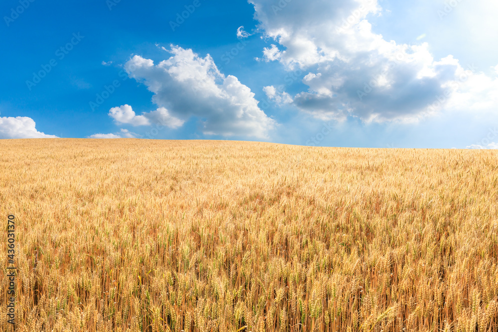 Ripe wheat in the farm field under blue sky.