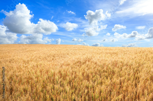 Ripe wheat in the farm field under blue sky.