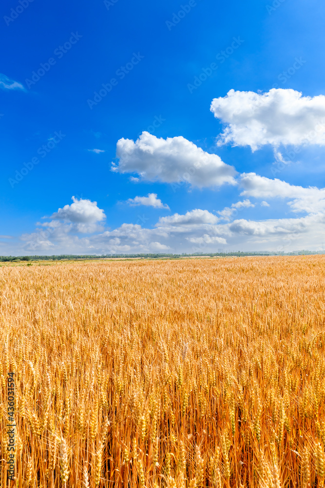 Ripe wheat in the farm field under blue sky.