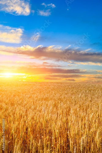 Ripe wheat in farmland field at sunset.