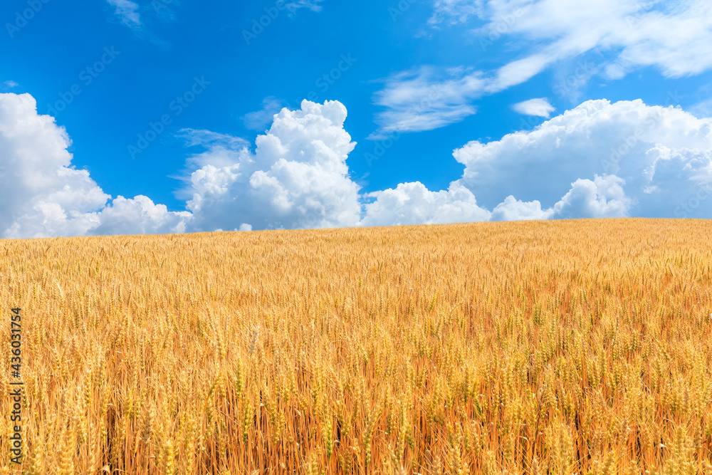 Ripe wheat in the farm field under blue sky. Ripe wheat in the farm field under blue sky.