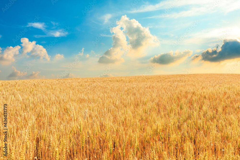 Ripe wheat in the farm field under blue sky.