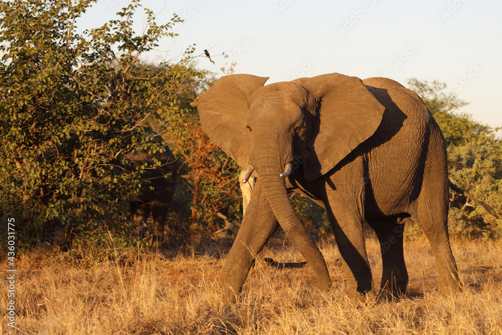 Fototapeta premium Afrikanischer Elefant / African elephant / Loxodonta africana
