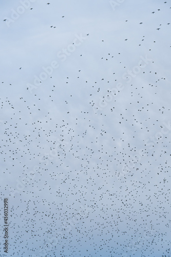 Starling Murmuration in the Cloudy Sky