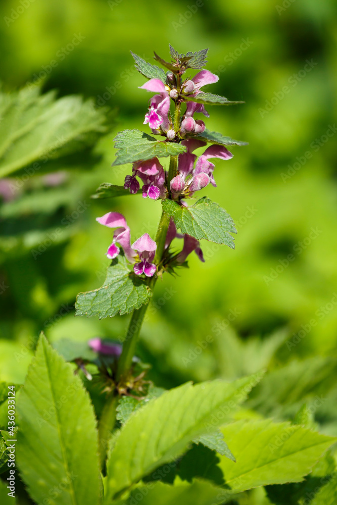 Blühende gefleckte Taubnessel (Lamium maculatum) Blühende gefleckte Taubnessel (Lamium maculatum)