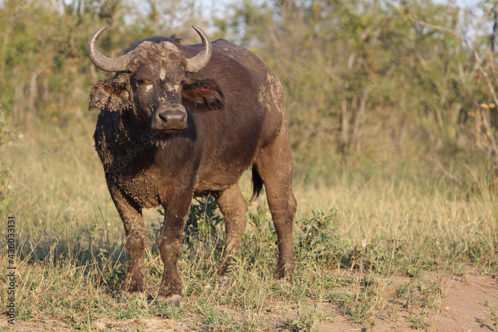 Kaffernbüffel / African buffalo / Syncerus caffer Kaffernbüffel / African buffalo / Syncerus caffer