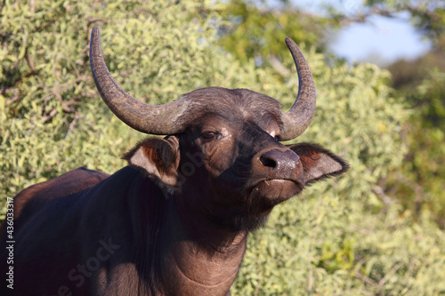 Kaffernbüffel / African buffalo / Syncerus caffer