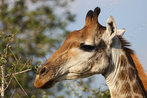 Photography Giraffe / Giraffe / Giraffa Camelopardalis