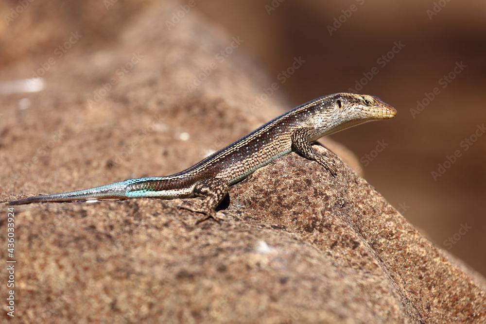 Fototapeta premium Afrikanischer Streifenskink oder Gestreifte Mabuye / African striped skink / Trachylepis striata uel Mabuya striata