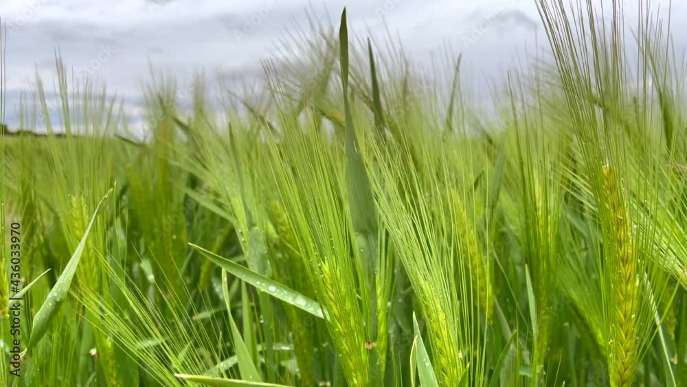 Macro shot showing unripe green barley field with crop Of Cereals against dark sky. Agriculture countryside Farming in nature Macro shot showing unripe green barley field with crop Of Cereals against dark sky. Agriculture countryside Farming in nature