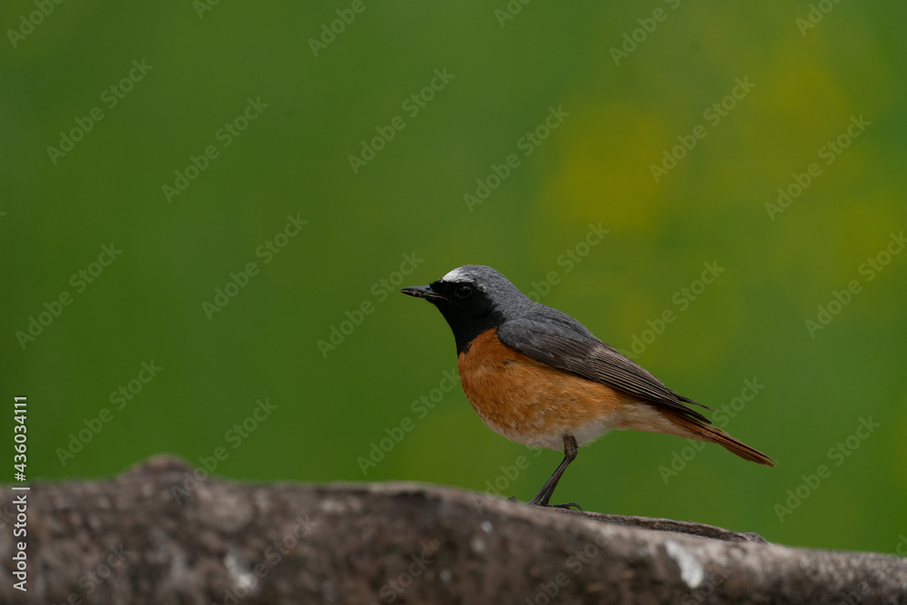 Fototapeta premium Männlicher Gartenrotschwanz, leuchtend orange, schwarz, silber vor grünem Hintergrund