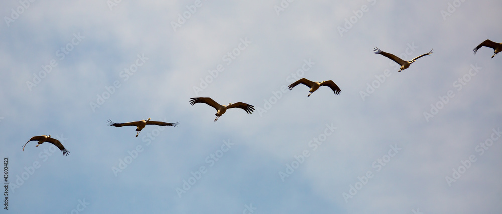 Fototapeta premium Large flock of cranes flying in blue spring sky. Bird migration time..